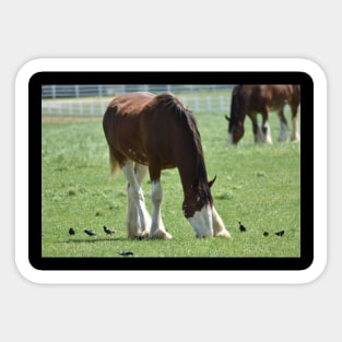 Clydesdale Sticker